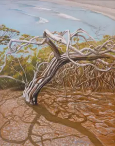 L’Arbre à Cala Nova